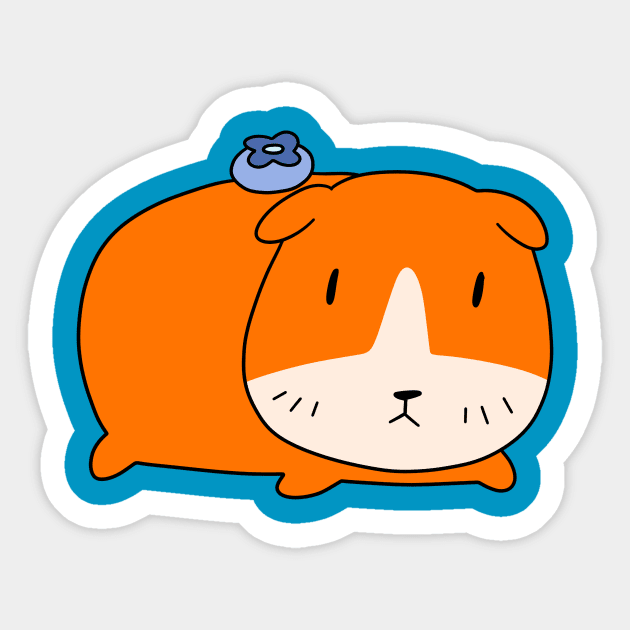 Guinea pig blueberry hotsell